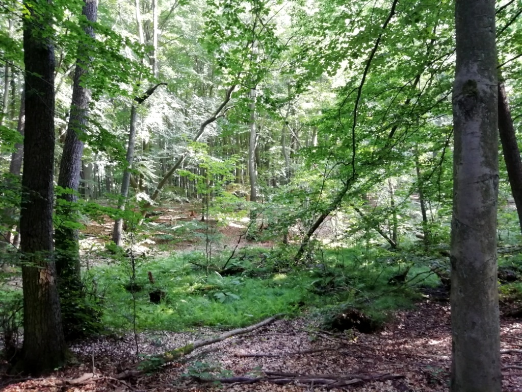 Naturschutzgebiet Plagefenn: „Hier soll der Wald sein Leben leben“